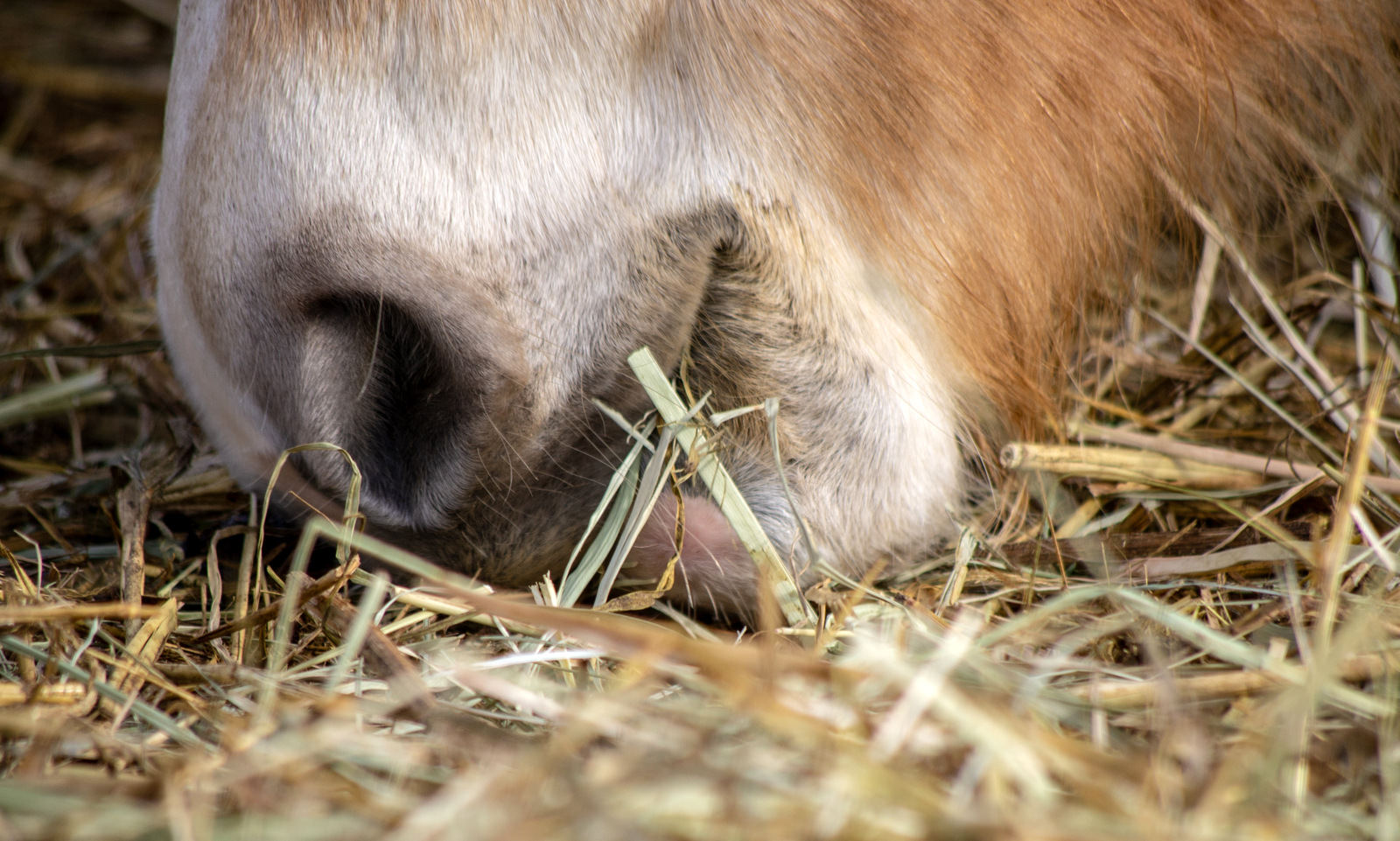 Sok lovat nem a szükségletei szerint etetnek. Bizonyos tápanyagok hiánya vagy túlkínálata befolyásolhatja a paták minőségét.
